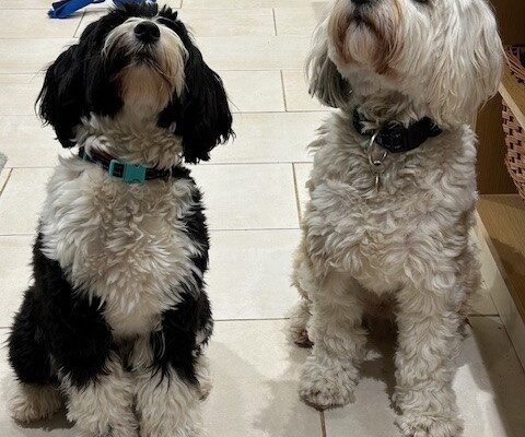 dogs 2 - Sharpe Cottage, Wiveliscombe, Somerset