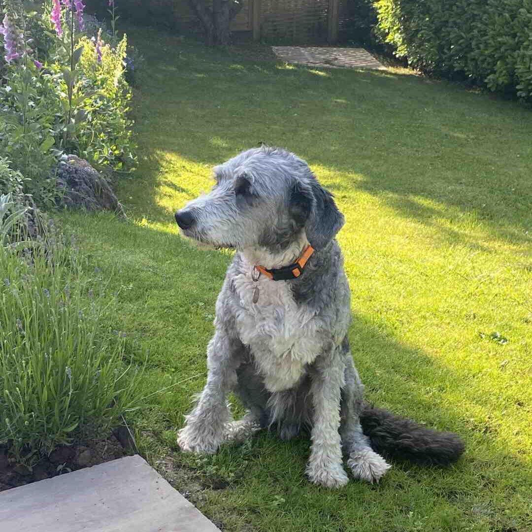 Dogs welcome holiday home